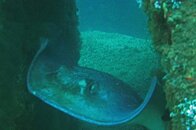 swimming through the pilings-1.jpg