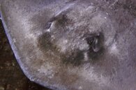 close encounter-1.jpg