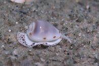 neato little shell-1.jpg