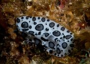 blakspottednudi.jpg