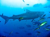 Tiger Shark.jpg