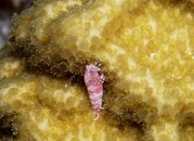 Mystery crustacean.jpg