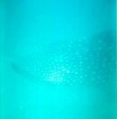 whaleshark11.jpg