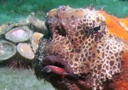 Blue Heron Bridge Batfish.jpg