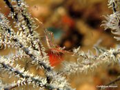 Shrimp orig.jpg