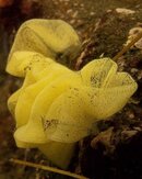 Yellow Organism-2128483.jpg