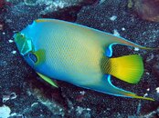 Cozumel Angel Fish.jpg