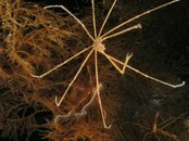 arrows-eating-polychaetes.JPG