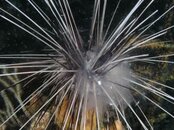 urchin-reproduction.JPG
