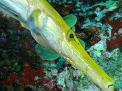 yellow-trumpet.JPG