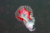 jelly.jpg