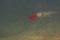 jelly2.jpg