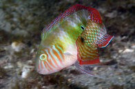 razorfish.jpg