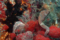 seahorse.jpg