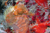 seahorse3.jpg
