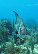 Alantic Spadefish2.JPG