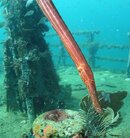 Trumpetfish2.JPG