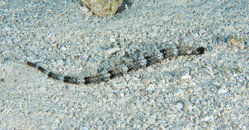 Coz May 2019 Whitenose pipefish 001c.jpg