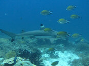 IMG_1955.JPG