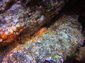 juvenile decoy scorpion fish.JPG