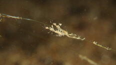 23907EAB-CD45-40CB-A903-C33318CB375E.jpeg
