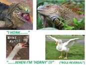 HONK WHEN HORNY IGUANA AND GOOSE ROLE REVERSAL.jpg