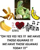 YES WE HAVE THOSE IGUANAS.jpg