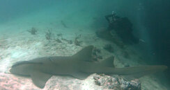 Nurse Shark.jpg