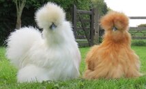 SILKIE CHICKENS WONDERFUL PETS.jpg