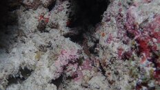 IMG_4238.jpeg