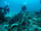 Hawksbill Turtle.jpg