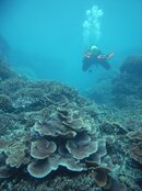 coral.jpg