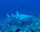 Guitarfish.jpg