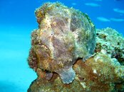 Frog Fish.jpg