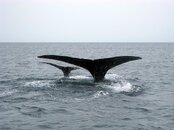 humback whale 2.jpg