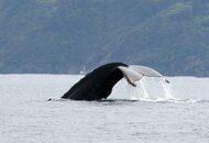 humpback 3.jpg