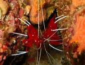 cleaner shrimp.jpg