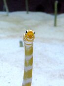 garden eel.jpg