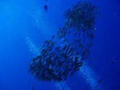 fish school.jpg