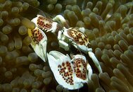Anemone Crab.jpg