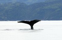 humpback 2a.jpg