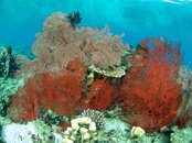 amami reef.jpg
