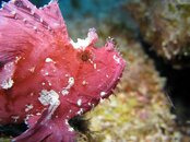 stonefish.jpg