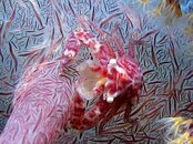 Pygmy Seahorse.jpg