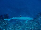 White Tip Shark.jpg