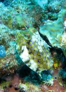horned Box Fish.jpg