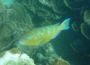 Scarus ghobban_23-03-10_Ningaloo Reef Coral Bay WA.jpg