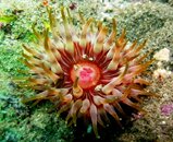 STRAWBEERY ANEMONE.JPG