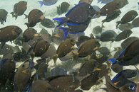 Tangs_8954.jpg