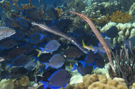 Tangs_Trumpetfish_9866.jpg